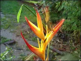 Originaire des Caraïbes, de l'Amazonie, quel autre nom donne-t-on à l'héliconia, plante dont la feuille ressemble en tout point à celles des bananiers ?