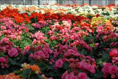 Quelle ville, située en Meurthe-et-Moselle, a une rue portant le nom de rue des Bégonias en raison des serres que F. F. Cousse y avait installées ?