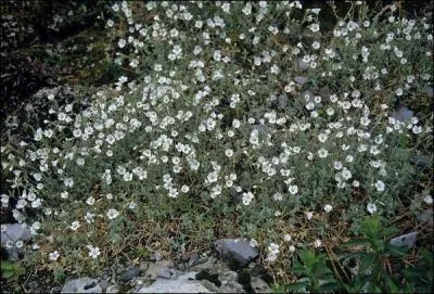 Ses fruits ont la forme de corne, pour cela il porte le nom de :