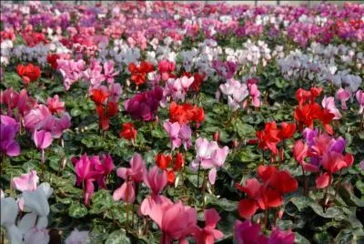 Dans le langage des fleurs, il est dit qu'elles subliment l'éclat de la personne aimée. Les artistes les ont souvent peintes pour traduire la souffrance de Marie dont le coeur saignait.