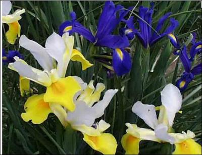 Les iris sont des plantes ... . , trs communes dans les jardins ;  l'tat sauvage, il y en a ... . espces, qui poussent dans les endroits trs ... . de nos pays. L'une  fleurs ..... , l'autre  fleurs... .