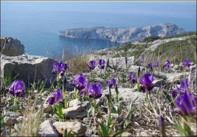 Elles dressent  l'air leur tige fleurie tout entoure de feuilles ... . , longues et aplaties. Comme certains arbres, ces herbes sont des plantes ..... Aprs l'panouissement des fleurs et la formation des fruits, la ... ... ... et les ... ... se fltrissent.
