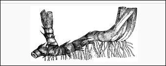 Les parties ... . ont donc toujours moins d'un an. C'est dans le sol qu'il nous faut chercher les parties de la plante qui ... ... . quand les parties ariennes ..... Si on met  nu les parties ... ... . des iris on trouve un organe cylindrique, allong