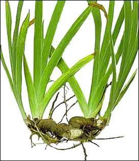 ..... , sur lequel s'attache des racines ; sur lui aussi sont fixs des racines ... ... . et le rameau floral, ou les ... ... qui les produisent. Cet organe est donc la ..... de la plante, qui au lieu d'tre dresse, est une tige couche et souterraine