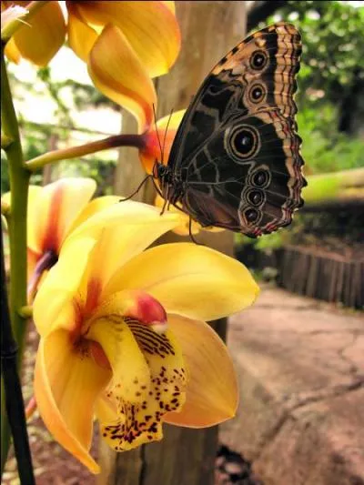 C'est sur le continent amricain que l'on peut voir le papillon morpho !