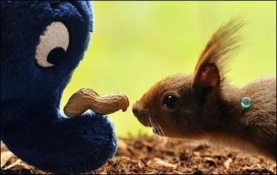 Cet cureuil est un cureuil roux d'Europe !