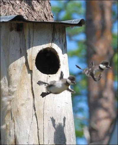 Les oisillons qui sautent sont des canetons !