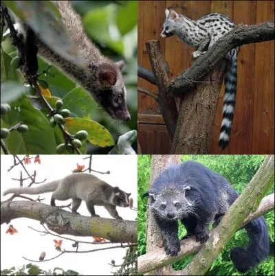 En haut  droite, vous pouvez voir un lmurien !