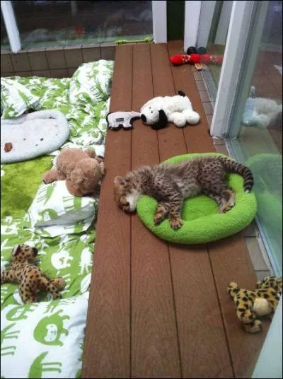 Sur cette photo, on peut voir un jeune jaguar amricain !