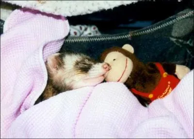 Bien sr que c'est un furet, qu'en pensez-vous ?