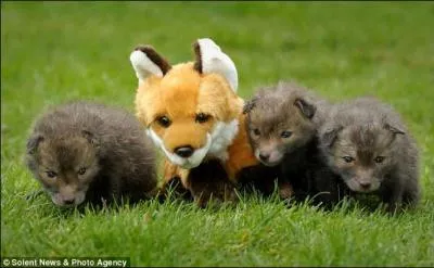 Un peu plus difficile, ces jeunes canids sont des louveteaux !