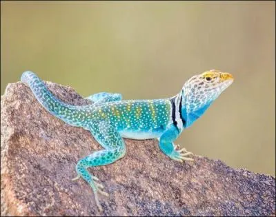 Trs joli, ce jeune iguane !