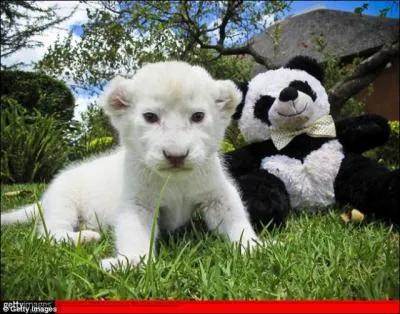 Au premier, plan, c'est un lionceau blanc que vous voyez !