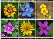 Quiz Des plantes extraordinaires