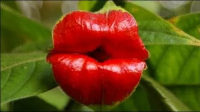 Comment est surnomme la psychotria elata qui, comme par hasard, aime surtout les climats chauds et humides ?