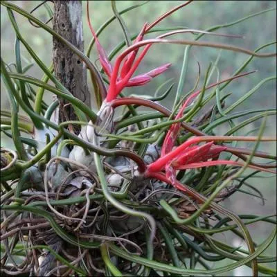 Quelle est la particularit de cette petite plante d'Amrique latine nomme tillandsia bulbosa ?