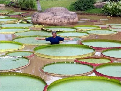 Ses feuilles peuvent atteindre trois mtres de diamtre. Quel est le nom de cette plante aquatique d'eau douce ?