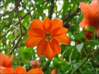 Passiflora parritae est une des plus rares passiflores au monde. O peut-on la trouver ?