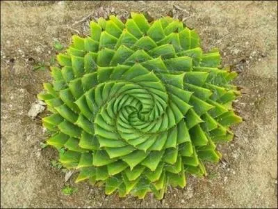 D'o est originaire cette belle plante succulente, nomme aloe polyphylla, qui prsente une large rosette dense et trs rgulirement spirale ?
