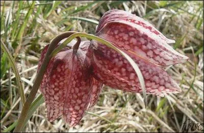 Voici une tonnante fritillaire avec une corolle  damiers. Quel est son nom franais ?