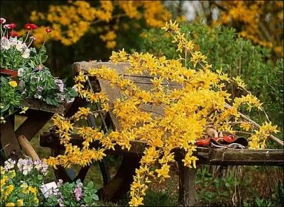 Quelle est cette fleur ?