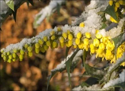 Quelle est cette fleur ?