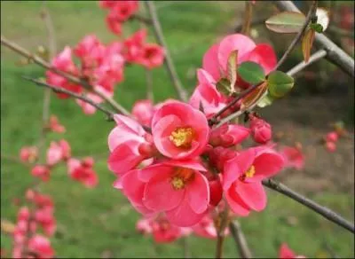 Quelle est cette fleur ?