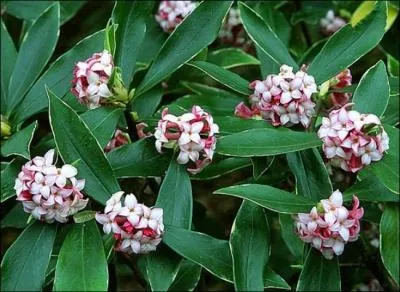 Quelle est cette fleur ?