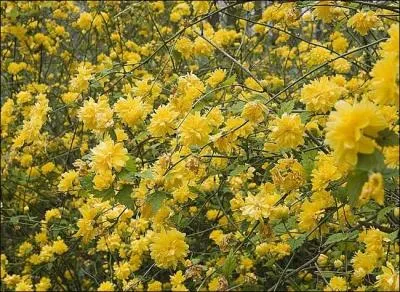 Quelle est cette fleur ?