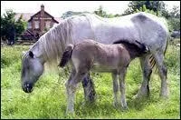  quel ge un poulain est-il sevr ?