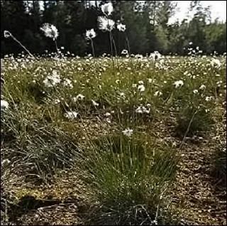 Elle aime les milieux acides, et parce qu'elle est rare, il convient de la protéger dans 19 départements dont les 6 formant la région Centre.