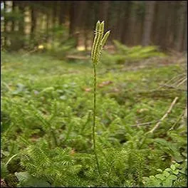 Son utilisation médicinale permet de lutter contre les inflammations et les irritations de la peau, au même titre que le talc. On l'appelle ------ ou lycopode officinal.