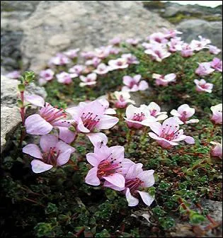Plante protégée dans 5 départements (03, 15, 43, 63). Elle est très rare dans le Cantal. Où donc doit-elle bénéficier de toutes les mesures de sauvegarde ?