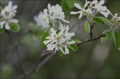C'est un arbuste de la famille des Rosacées. On le surnomme parfois l'arbre aux oiseaux, ses fruits sont comestibles, et il est protégé en Limousin.