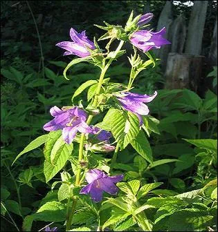 "En ce temps-là, j'étais crédule Et je prenais les campanules" chantait Yves Montand. Cette plante herbacée, vivace, "hémicryptophyte", de la famille des Campanulacées est protégée en Auvergne. Que signifie le mot entre guillemets ?