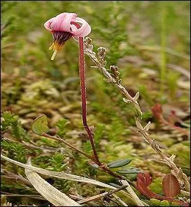 Très jolie inflorescence rose aux corolles ouvertes. Ces plantes sont protégées dans les tourbières des Vosges, depuis 1988.