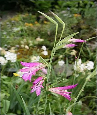 Jolie fleur connue sous le nom de glaïeul d'Italie, plante vivace de la famille des Iridaceae, que l'on nomme également : ------ Elle est protégée en région Auvergne.