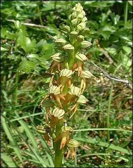 Orchis anthropophora ou Aceras anthropophorum, est une orchidée terrestre européenne protégée dans le nord-Pas-de-Calais, en Basse et Haute-Normandie. Elle porte également le nom de :