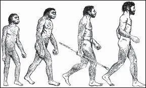 Qui est le plus g ? Homo.