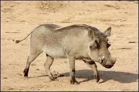 Quel est le nom de cet animal que les lions adorent ?