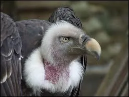 Quel est le nom de cet oiseau qui nettoie la savane ?