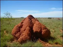 Quel insecte habite dans ce genre d'abri ?