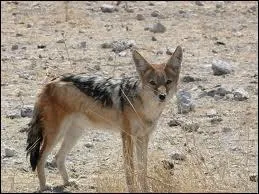 Quel est le nom de ce petit canid ?