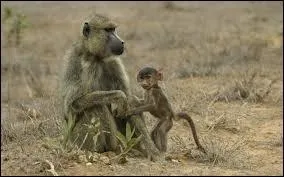 Quel est ce genre de singe ?