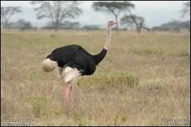 Quel est le nom de ce volatile ?