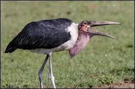 Quel est le nom de cet oiseau qui adore les cadavres ?