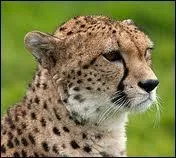 Quel est le nom de ce flin sprinteur ?