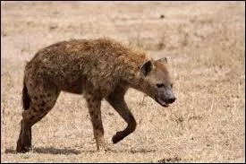 Quel est le nom de cet animal qui rit ?