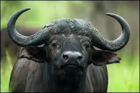 Quel est le nom de ce bovin trs dangereux ?