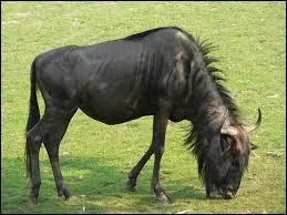 Quel est le nom de ce grand migrateur ?